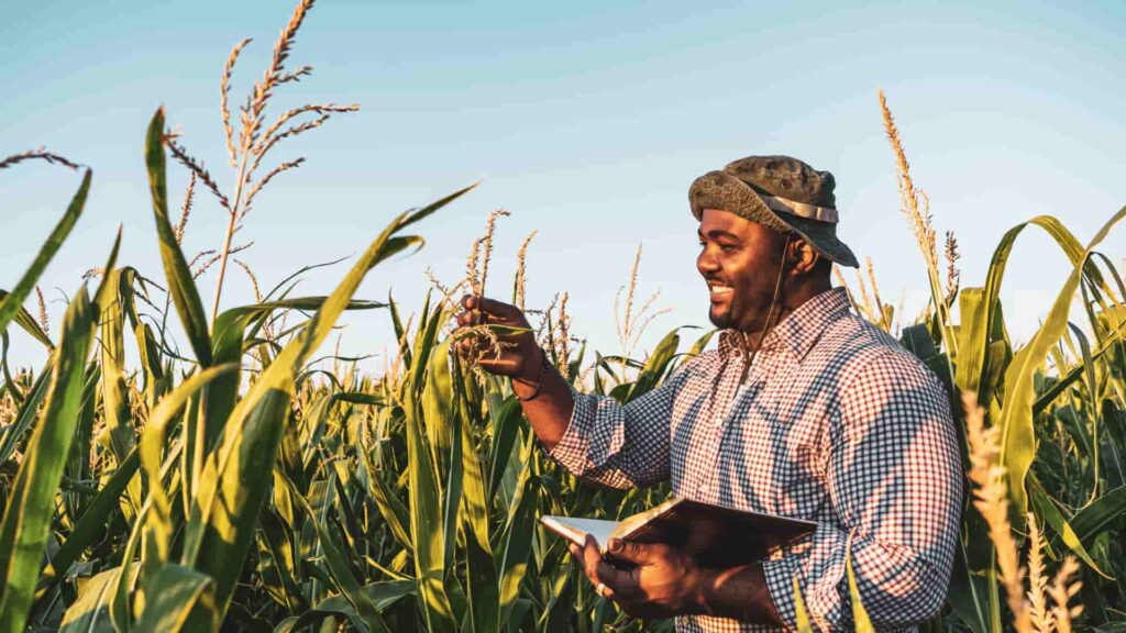 Farmer is standing in his growing corn field. He is examining progress of plants using Vermicomposting of Kaveri Greens Buy Now